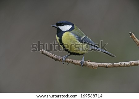 Great tit, Parius major, single bird on branch, Midlands