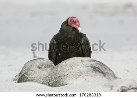 Turkey vulture,  Cathartes aura, single bird on ground, Falklands
