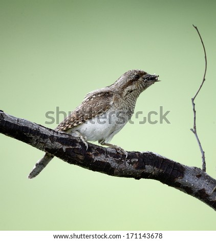 Wryneck, Jynx torquilla, single bird on branch, Bulgaria, May 2013