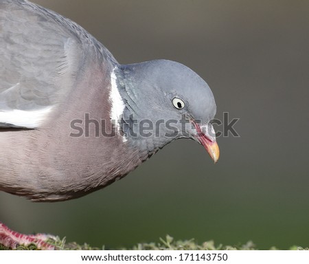Wood pigeon, Columba palumbus, single bird head shot, Warwickshire, October 2013