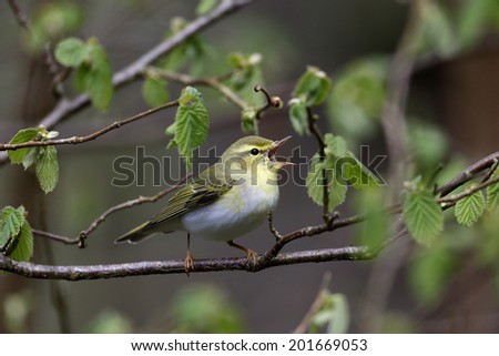 Wood warbler, Phylloscopus sibilatrix, single bird on branch, Warwickshire, May 2014