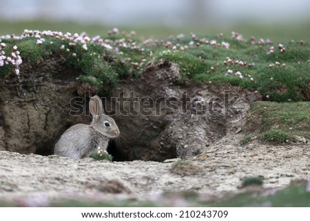 Rabbit, Oryctolagus cuniculus, single mammal by hole, Orkney, June,  2014