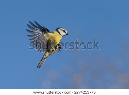 Similar – Image, Stock Photo A blue tit flying out of its nest box at high speed in search of food for its hungry offspring