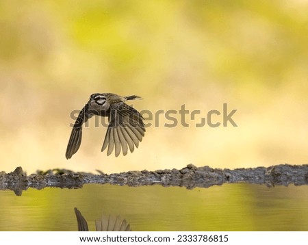 Rock bunting, Emberiza cia, single bird in flight by water, Spain, July 2023 Zdjęcia stock © 