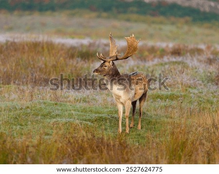 Similar – Image, Stock Photo Fallow deer in the wild