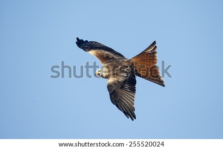 Red kite, Milvus milvus, single bird in flight, Dumfries, Scotland, January 2015.