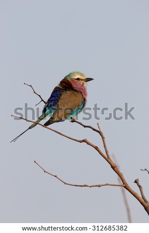 Lilac-breasted roller, Coracias caudata, single bird on branch, South Africa, August 2015