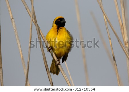 Southern-masked weaver, Ploceus velatus, single male on branch, South Africa, August 2015