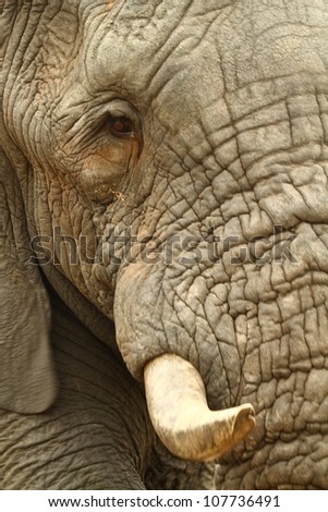 Close up of an elephant bulls face showing tusk