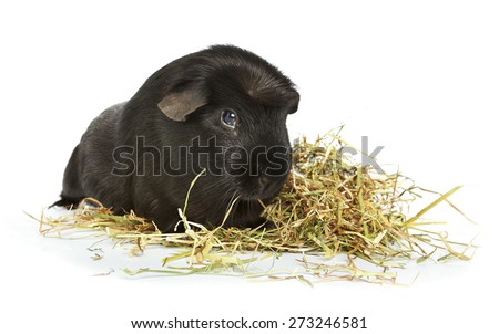 cute Guinea pig laying in hay on a white background with a soft shadow