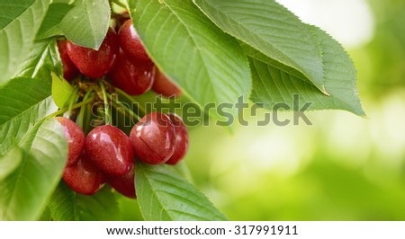 fresh healthy and tasty cherries hanging on a tree ready to harvest