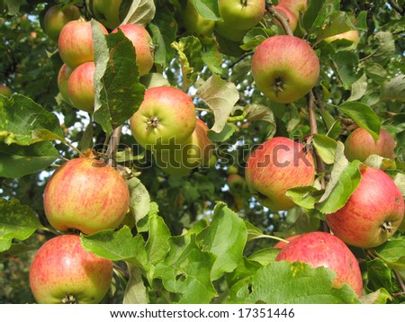 Tasty and sweet apples in the apple tree