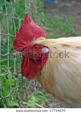 Cock looking with one eye, close up