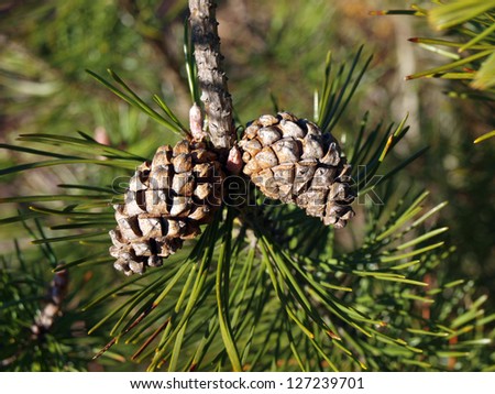 Mountain pine tree branch with young cones