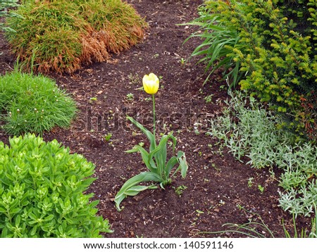 Lonely yellow tulip in flower bed among decorative shrubs