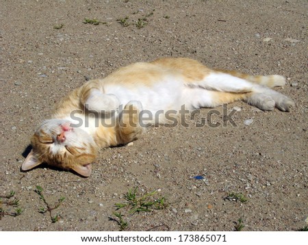 Red cat lying on back and taking sunbath