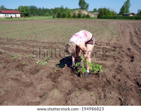 Woman gardener planting tomato plants on field