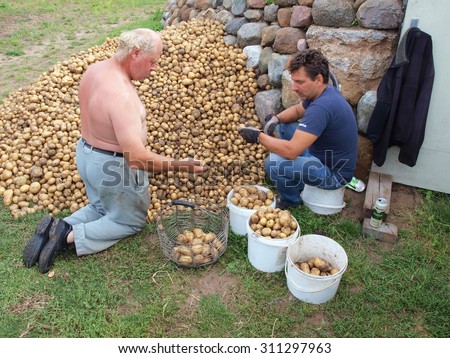 NICA, LATVIA - AUGUST 30, 2015: Country men are sorting potatoes from stack outdoor in buckets.