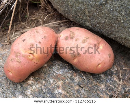 Two red potatoes grown together connected close up.