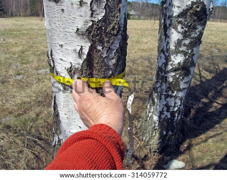Hand holding measuring tape around the birch tree close up.