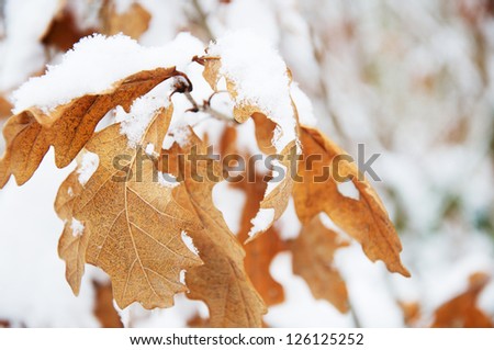 Yellow autumn leaves on a blanket of snow