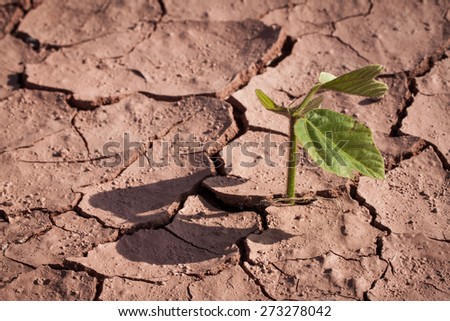 Dry land or drought disaster with green plant growing