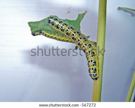 a family of caterpillar eating their daily leaf