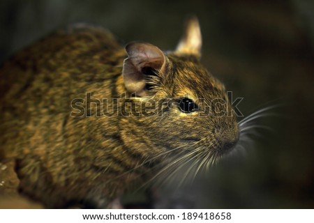 mouse animal closeup