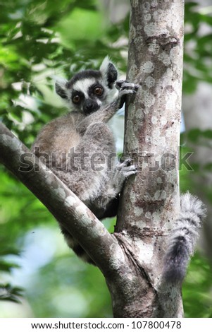 Wild Baby Ring Tailed lemur sitting in a tree looking directly at the camera. Southern Madagascar