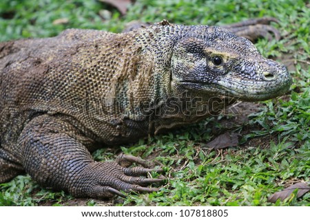 Komodo (Giant Lizard) From Flores Indonesia Stock Photo 107818805 ...