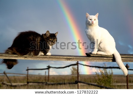 two cats sit on fence and rainbow