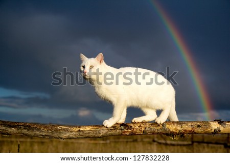 white cat and rainbow