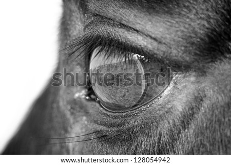 black and white horse eye macro
