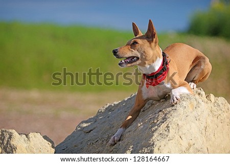 Basenjis dog lie down on rock