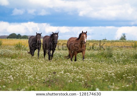 three horses walk in field