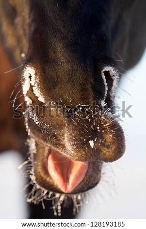 black stallion nose and tonque