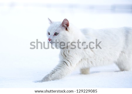 White cat walk in snow field
