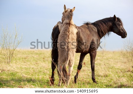 black horse and gray donkey play with ball