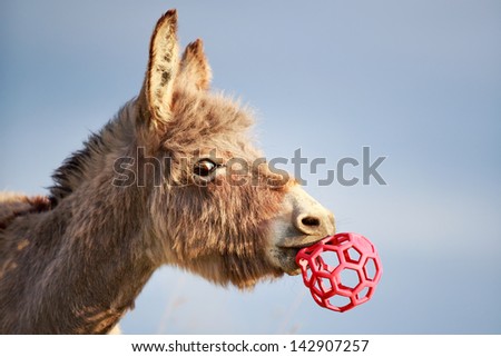 Donkey play with toy