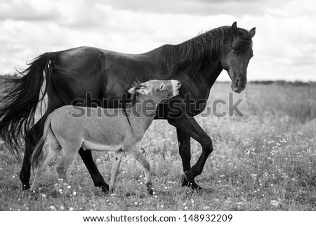 black horse and gray donkey play