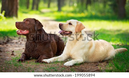 two  labrador retriever dog