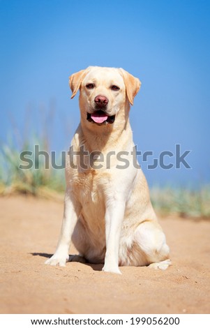 yellow labrador retriever dog