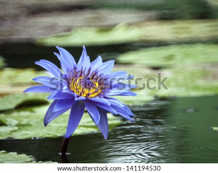 Blue-yellow lotus like oil paint in pond thailand.