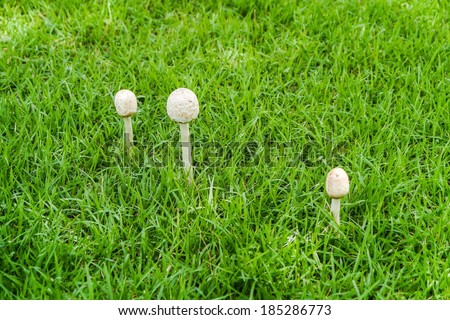 White mushrooms in green yard .