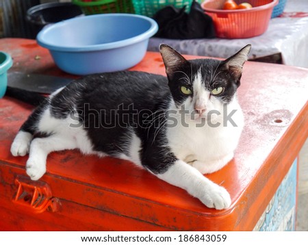 Black and white cat angry on orange cooler.