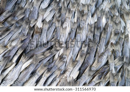Salted fish in Fish market Thailand.