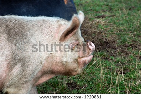 Profile shot of the breed of pig called Middle White. Becoming a rare breed. Female pig pictured.