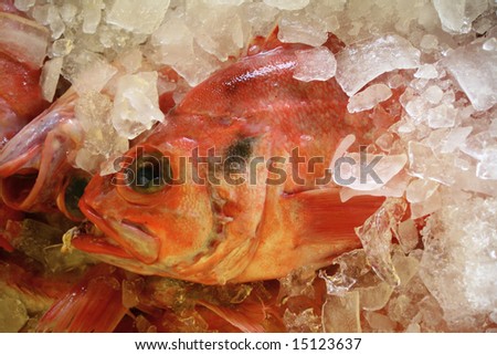 Red fish straight off the trawler on ice ready to go off to market.