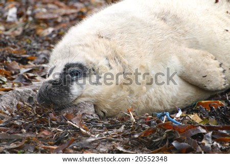 A grey seal pup left alone to moult it\'s white fur coat and learn to start feeding itself. slight eye infection due to fur entering eye.