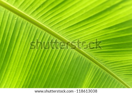 Close up of fresh banana leaf. Banana leaf texture